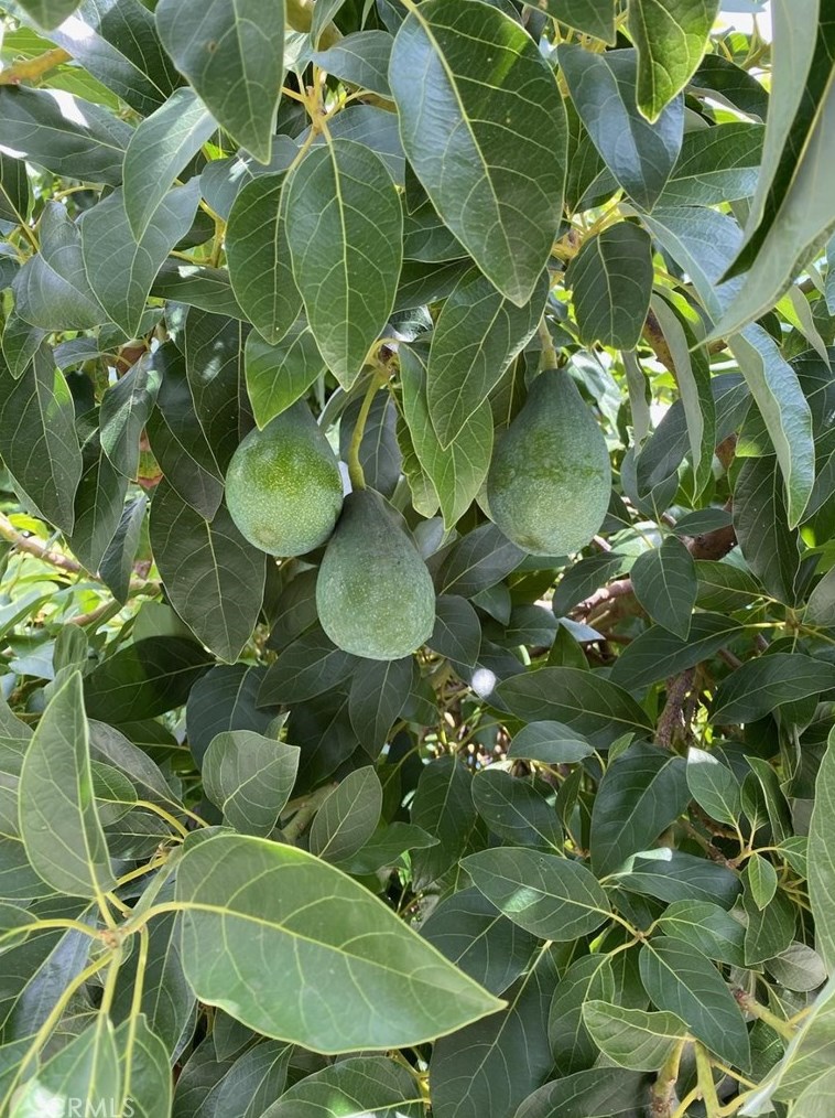 2336 Gambier Dr, Pomona CA  91766-5803 exterior