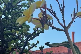 1455 Cresta, Corona, CA 92879 - Photo 30