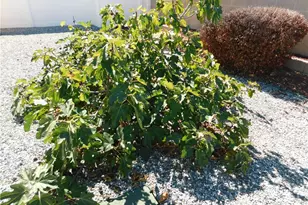 853 Santa Teresa Way, Hemet, CA 92545 - Photo 60