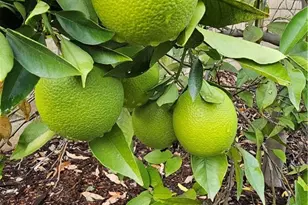 1230 San Pablo, Redlands, CA 92373 - Photo 40