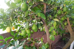 10675 Bryant St, Yucaipa, CA 92399 - Photo 44