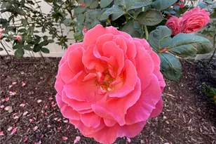 46302 Lone Pine Dr, Temecula, CA 92592 - Photo 62