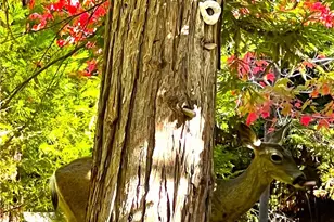 29729 Katharine, Cedar Glen, CA 92321 - Photo 40