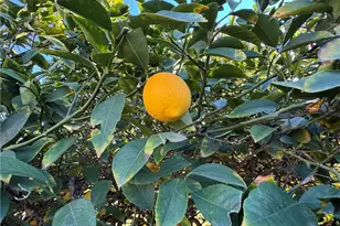 6581 Merito, San Bernardino, CA 92404 - Photo 14