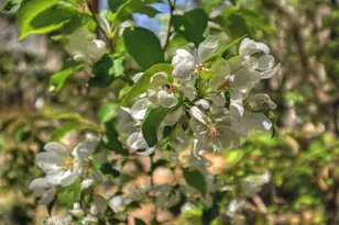 43335 Bow Canyon, Big Bear Lake, CA 92315 - Photo 56