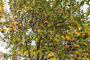 39287 Pine St, Yucaipa, CA 92399 - Photo 46