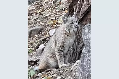 900 Lo Lane, Twin Peaks, CA 92391 - Photo 12