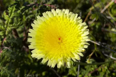 1 Chris Allen Way, Aguanga, CA 92536 - Photo 28