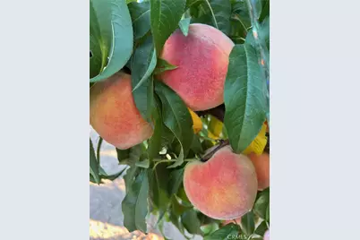 10684 Lakeview Road, Yucaipa, CA 92399 - Photo 8