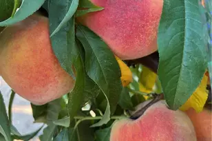 10684 Lakeview Rd, Yucaipa, CA 92399 - Photo 8