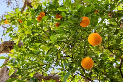 236 W 1st Street, San Dimas, CA 91773 - Photo 38