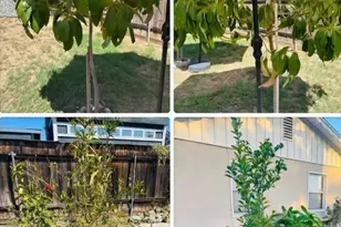 2490 Alder St, Pomona, CA 91767 - Photo 12