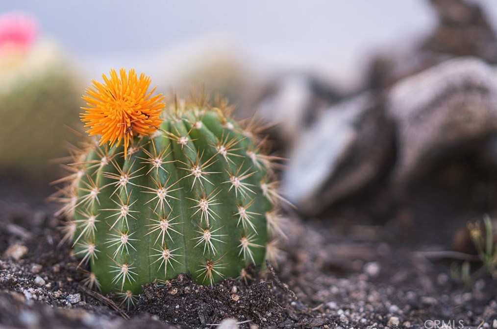 6328 Juniper Rd, Joshua Tree CA  92252-4142 exterior