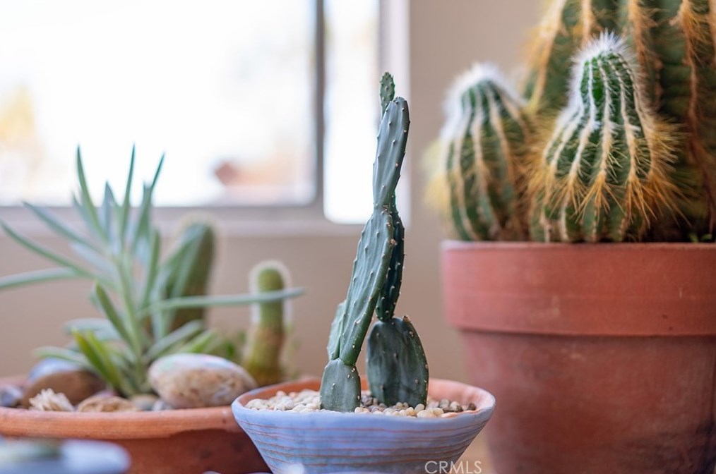 6328 Juniper Rd, Joshua Tree CA  92252-4142 exterior