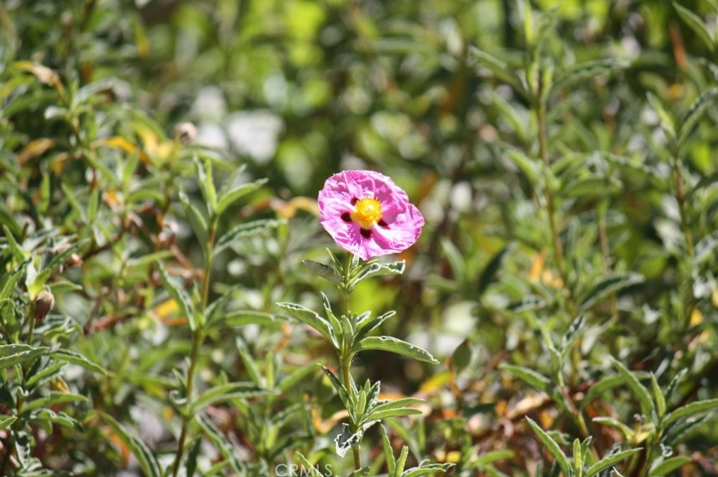 7370 Avalon Ave, Yucca Valley CA 92284-1108 exterior