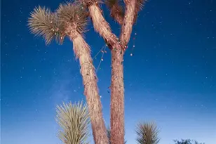66750 Pole Line Rd, Joshua Tree, CA 92252 - Photo 36
