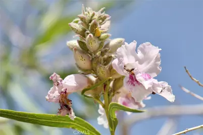 2029 Wamego, Landers, CA 92285 - Photo 34