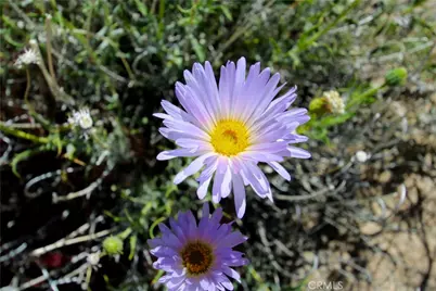 0 San Andreas, Joshua Tree, CA 92252 - Photo 36