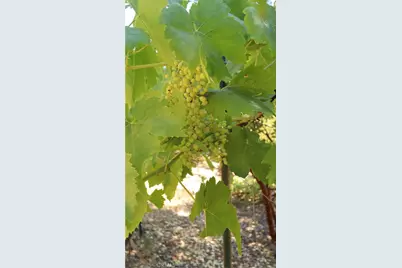 11444 Bottle Rock Road, Kelseyville, CA 95451 - Photo 14