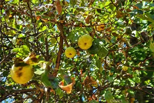 4397 Country Club Dr, Lucerne, CA 95458 - Photo 38