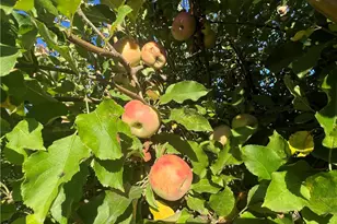 11255 Rancheria Rd, Upper Lake, CA 95485 - Photo 38