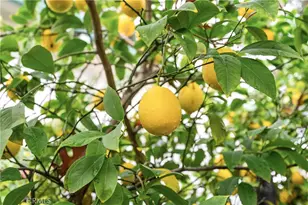 342 Mission Serra Terrace, Chico, CA 95926 - Photo 44