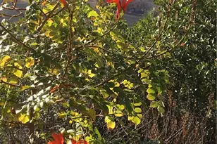 3520 Michelle Dr, Kelseyville, CA 95451 - Photo 60