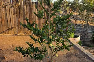 4760 Hirsch, Mariposa, CA 95338 - Photo 52