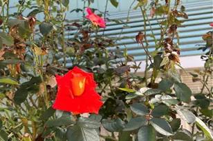 5277 Hwy 49, Mariposa, CA 95338 - Photo 4