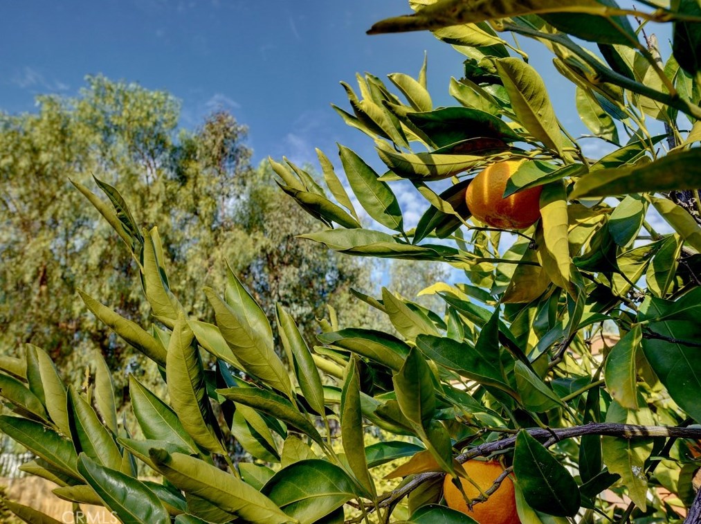 1109 Sea Larke Dr, Fallbrook CA  92028-4454 exterior