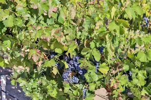 0 Valle Toscana Ct, Temecula, CA 92592 - Photo 28