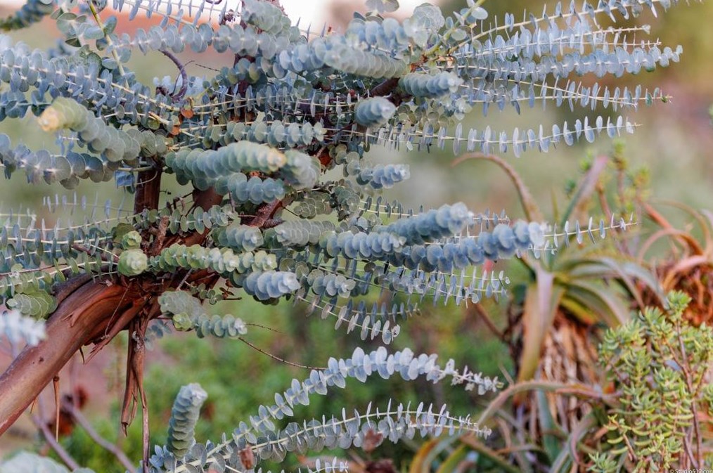 17550 Bear Valley Ln, Escondido CA  92027-6014 exterior