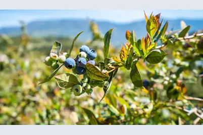 [Address not provided], Pauma Valley, CA 92061 - Photo 6