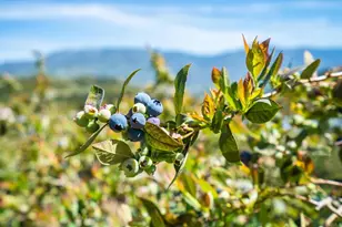 [Address not provided], Pauma Valley, CA 92061 - Photo 6