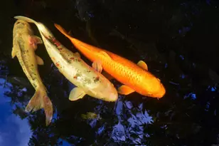 567 Gage Ln, San Diego, CA 92106 - Photo 40