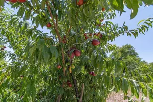 3137 E Valley Pkwy, Escondido, CA 92027 - Photo 60