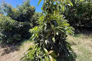 39182 Daily Rd, Fallbrook, CA 92028 - Photo 36