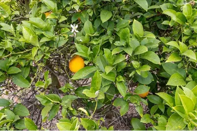 334 Date Avenue, Carlsbad, CA 92008 - Photo 20