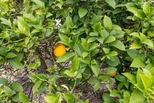 334 Date Ave, Carlsbad, CA 92008 - Photo 20