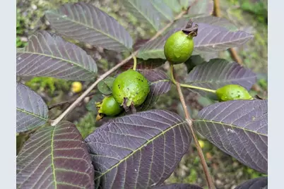 25734 Willow Lane, Escondido, CA 92026 - Photo 14