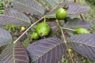 25734 Willow Ln, Escondido, CA 92026 - Photo 14