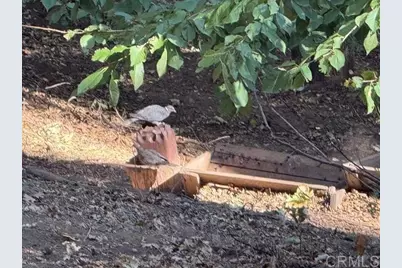 32811 Birch Hill Road, Palomar Mountain, CA 92060 - Photo 36