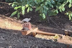 32811 Birch Hill Rd, Palomar Mountain, CA 92060 - Photo 36