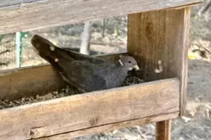 32811 Birch Hill Rd, Palomar Mountain, CA 92060 - Photo 46