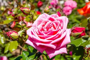 1057 Ridge Heights, Fallbrook, CA 92028 - Photo 50