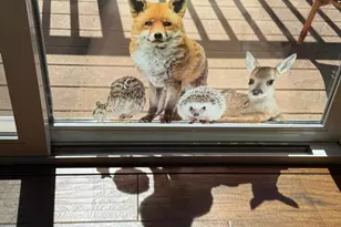 32771 Birch Hill Rd, Palomar Mountain, CA 92060 - Photo 18