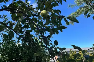 1537 H Street, Ramona, CA 92065 - Photo 22