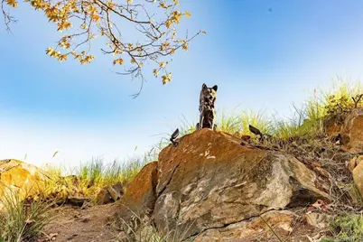 2451 Country View, Escondido, CA 92026 - Photo 44