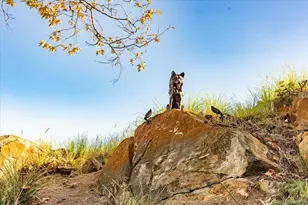 2451 Country View, Escondido, CA 92026 - Photo 44