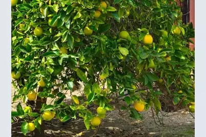 2573 Los Alisos S, Fallbrook, CA 92028 - Photo 66